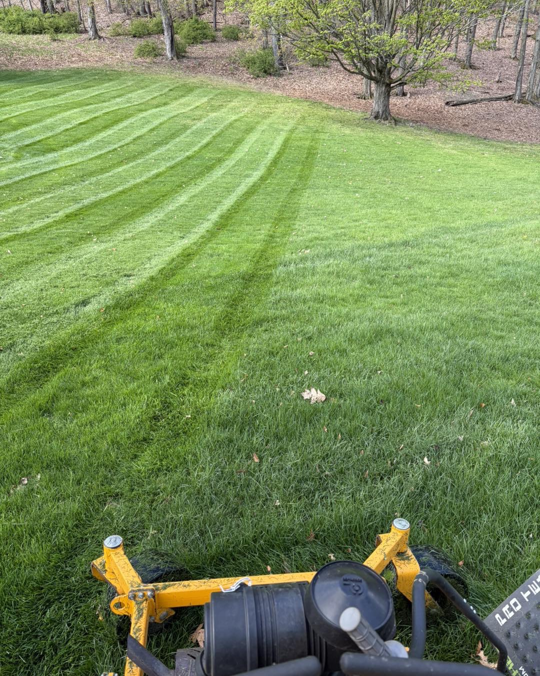 Freshly installed striped sod lawn at golden hour